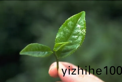 遠紅外加(jia)熱(re)技術在(zai)茶葉加(jia)工中的(de)應(ying)用(yong)